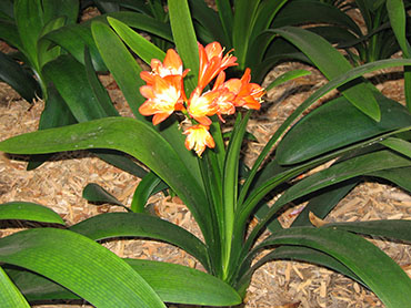 Clivia miniata ‘French Hybrid’ or Kaffir Lily